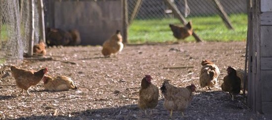 Mr. Motore, la fattoria e la puzza de gallina